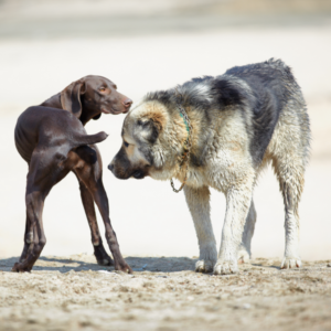 Videoanalyse von Hundebegegnungen - jetzt anmelden