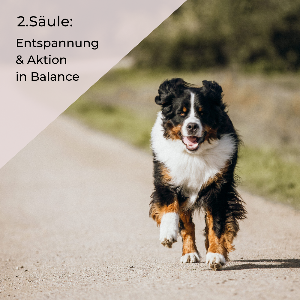 Kurs Hundeerziehung - 2. Säule - Entspannung und Aktion in Balance